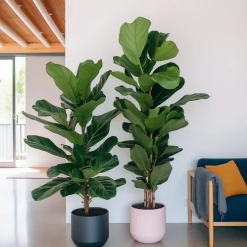 The Ultimate Guide To Choosing And Caring For Potted Plants1 The Ultimate Guide To Choosing And Caring For Potted Plants1